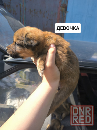 Щенки бесплатно Донецк - изображение 1