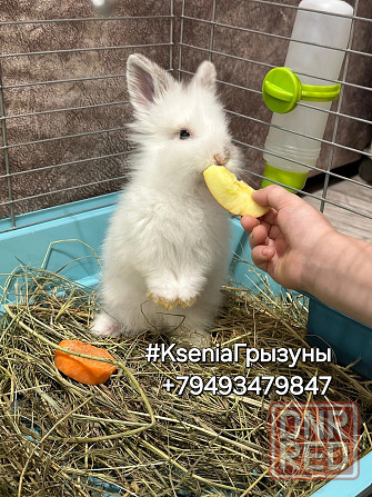 Милые карликовые кролики породы Львиноголовка девочки и мальчики уже в продаже Донецк - изображение 1