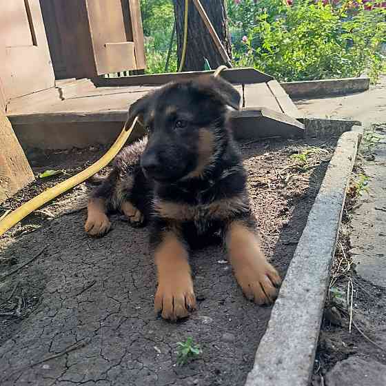Продается щенок немецкой породы Донецк