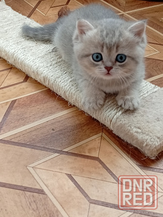 Шотландские котята Донецк - изображение 3