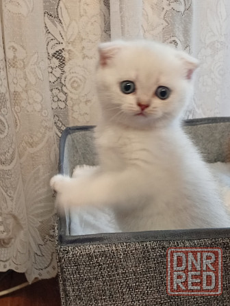Шотландские котята Донецк - изображение 1