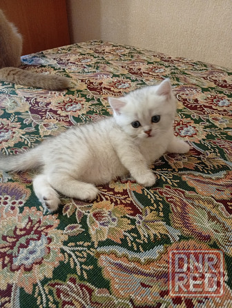 Шотландские котята Донецк - изображение 4