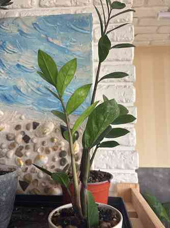 Замиокулькас Донецк