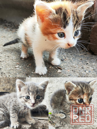 Отдам Три Котёнка маленькие и милые Енакиево - изображение 1
