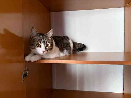 Отдам кота в добрые руки Донецк