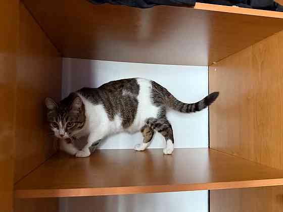 Отдам кота в добрые руки Донецк
