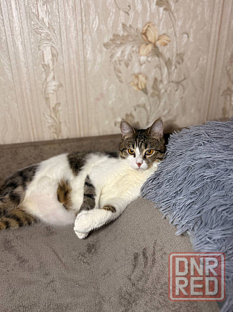 Отдам кота в добрые руки Донецк - изображение 5