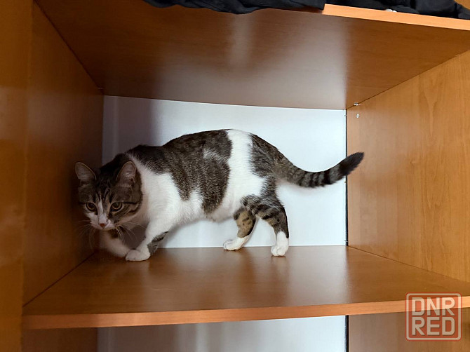 Отдам кота в добрые руки Донецк - изображение 2