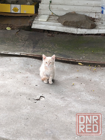 Отдам рыжего котенка в хорошие руки Донецк - изображение 1