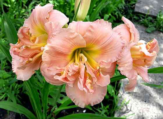 Лилейник Hemerocallis Siloam Double Classic Макеевка