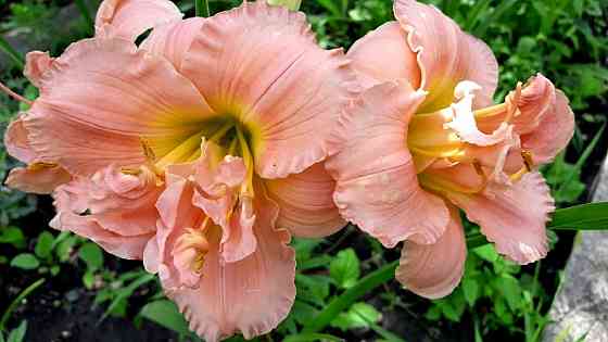 Лилейник Hemerocallis Siloam Double Classic Макеевка