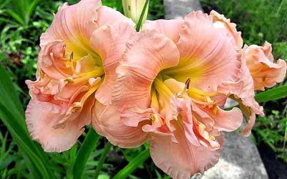Лилейник Hemerocallis Siloam Double Classic Макеевка