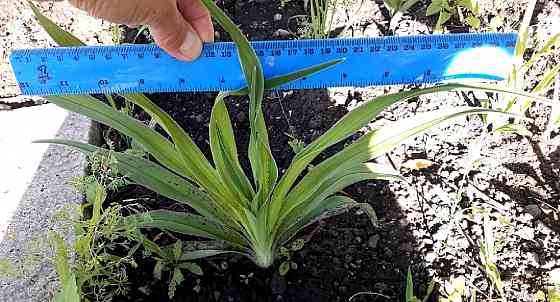 Лилейник Hemerocallis Siloam Double Classic Макеевка