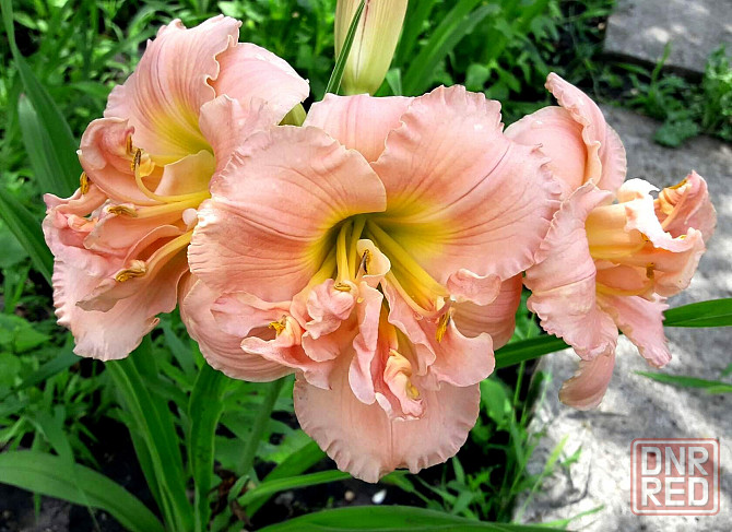 Лилейник Hemerocallis Siloam Double Classic Макеевка - изображение 4