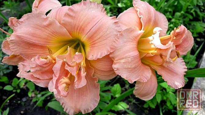 Лилейник Hemerocallis Siloam Double Classic Макеевка - изображение 2