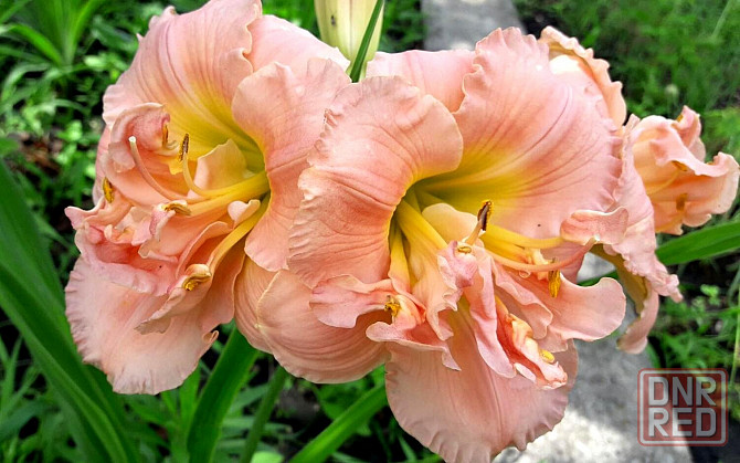 Лилейник Hemerocallis Siloam Double Classic Макеевка - изображение 1