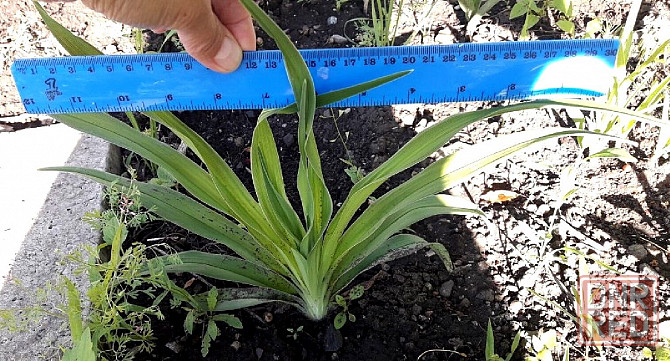 Лилейник Hemerocallis Siloam Double Classic Макеевка - изображение 3