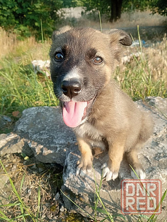 Отдам щенка в добрые руки Донецк - изображение 4