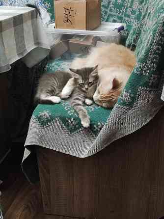 Котята ищут новый дом Донецк