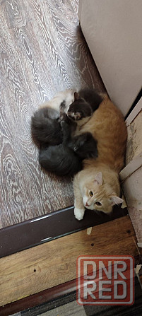 Котята ищут новый дом Донецк - изображение 1