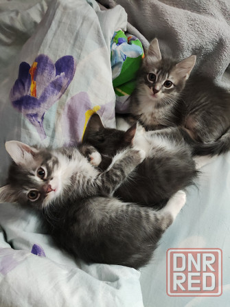 Котята ищут новый дом Донецк - изображение 3