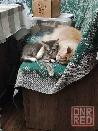 Котята ищут новый дом Донецк - изображение 2