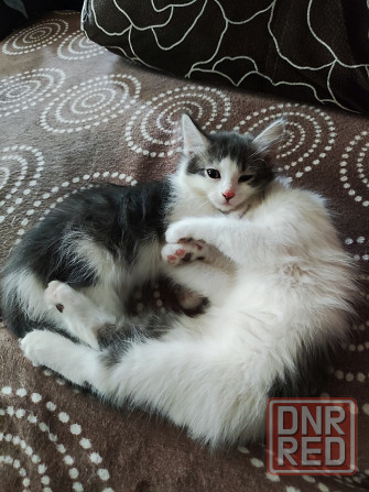Котята ищут новый дом Донецк - изображение 5
