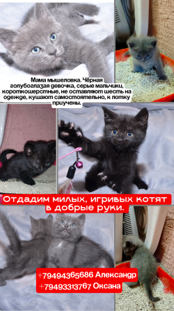 котята в добрые руки Донецк
