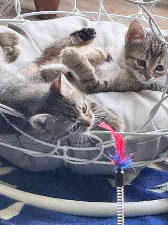 Отдам котят даром Донецк
