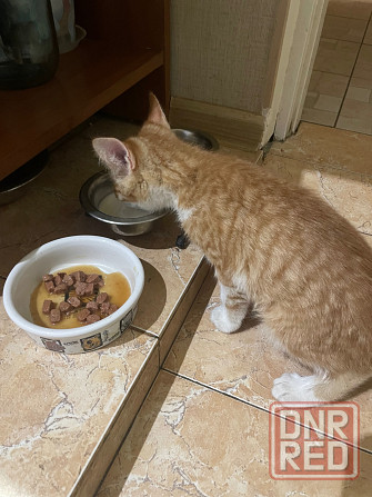 Отдам котенка в добрые руки Донецк - изображение 2