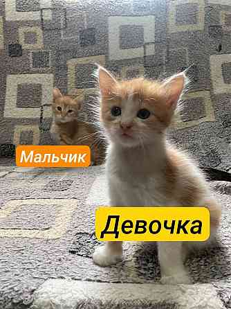 Рыжие котята в добрые руки Донецк