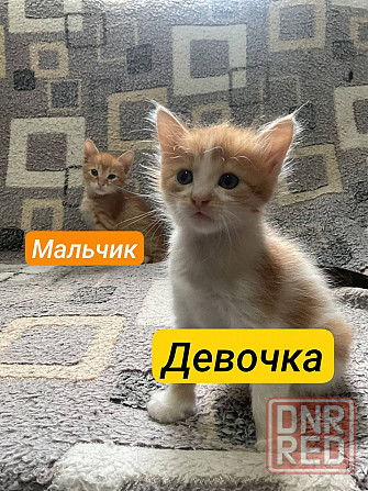 Рыжие котята в добрые руки Донецк - изображение 1