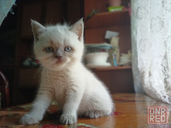 Котята Донецк - изображение 3