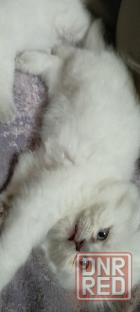 Котята Донецк - изображение 2
