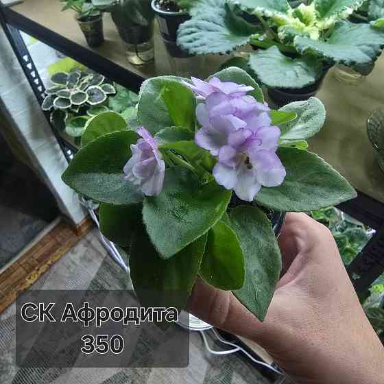 Продам фиалки Донецк