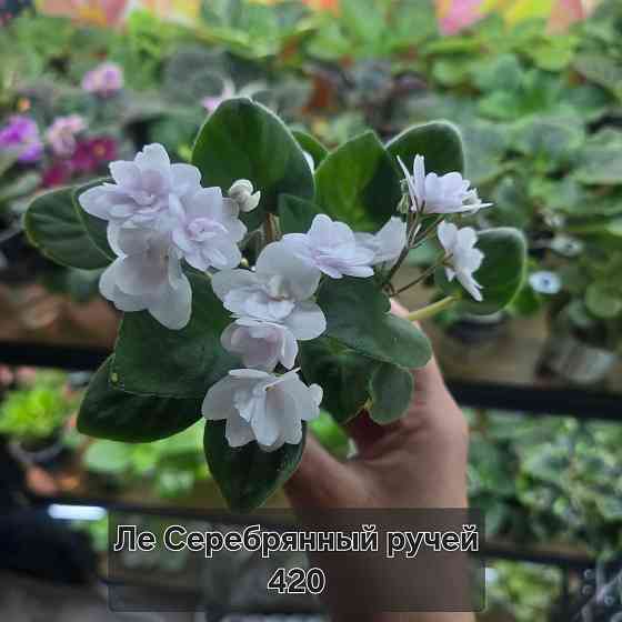 Продам фиалки Донецк