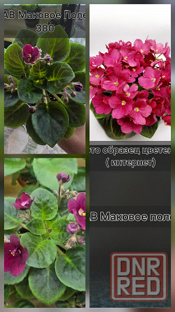 Продам фиалки Донецк - изображение 3