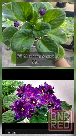Продам фиалки Донецк - изображение 7