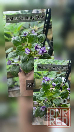 Продам фиалки Донецк - изображение 4