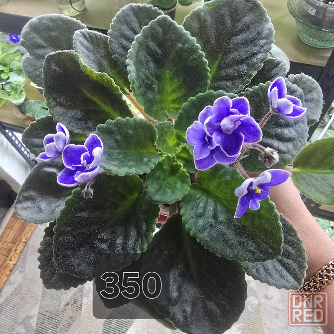 Продам фиалки Донецк - изображение 6