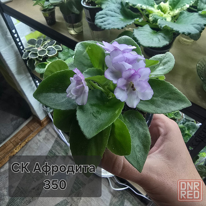 Продам фиалки Донецк - изображение 5
