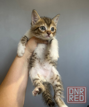Котята в добрые руки Донецк - изображение 1