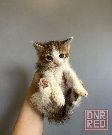 Котята в добрые руки Донецк - изображение 4