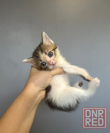Котята в добрые руки Донецк - изображение 2