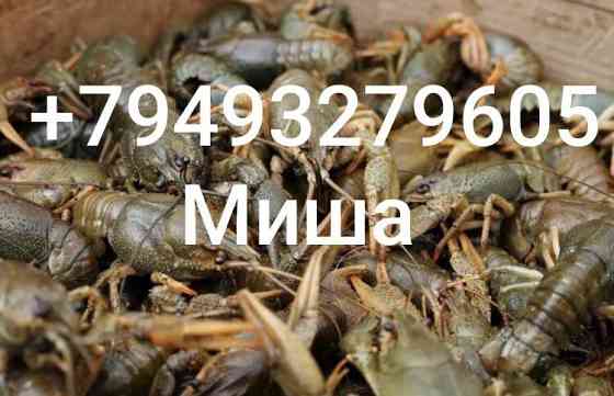 Живые раки, всегда свежие Донецк