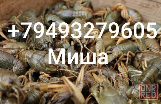 Живые раки, всегда свежие Донецк - изображение 1