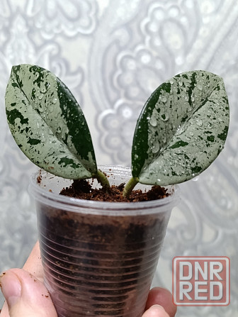 Продам хойи Макеевка - изображение 8