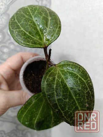Продам хойи Макеевка - изображение 4