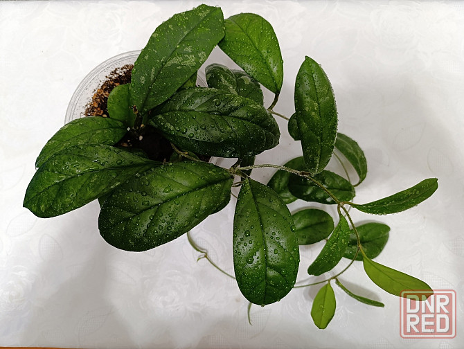 Продам хойи Макеевка - изображение 7