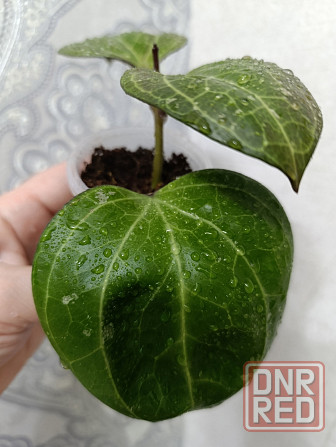 Продам хойи Макеевка - изображение 3